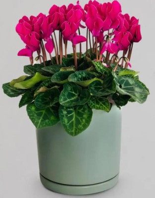 Mother’s Day flower gift Perth