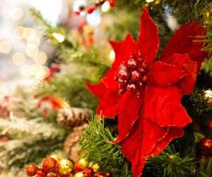 Why Flowers Matter at Christmas: Symbolism, Tradition & Festive Beauty 7 7 202211090433481787